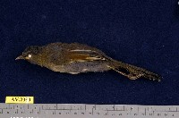 藏品(藪鳥)的圖片